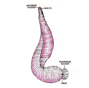 bio 7