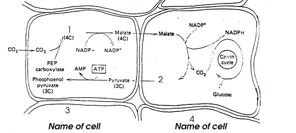 bio 8