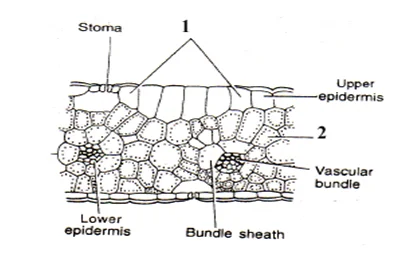 bio 9