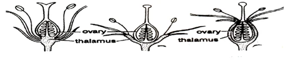 biol 6